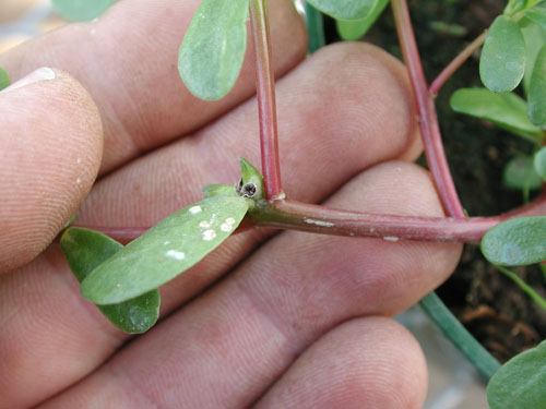 Common Purslane6.jpg 