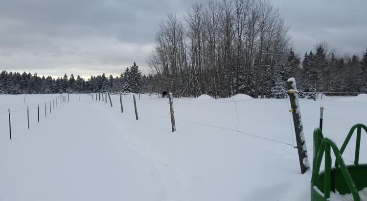 Snow on a field that is fenced in next to a hay feeder.