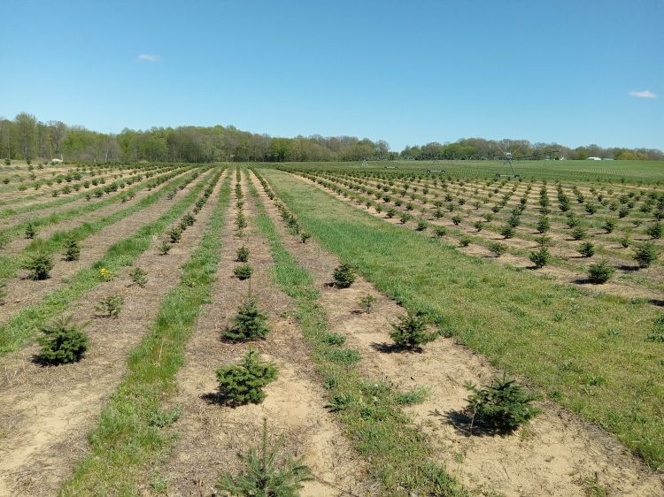 Rows of young Christmas trees planted in a large, open field under a clear blue sky, with visible grassy strips and patches of bare soil between the rows. A center-pivot irrigation system is present in the background, and a forested area lines the horizon.