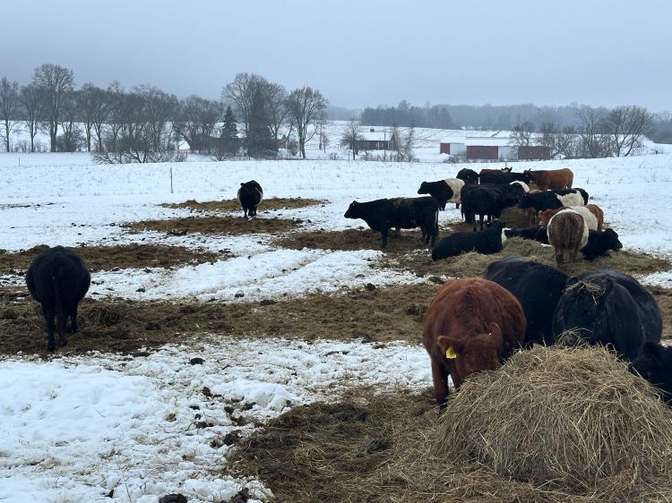 black and brown cows standing on snowy ground eating piles of brown feed
