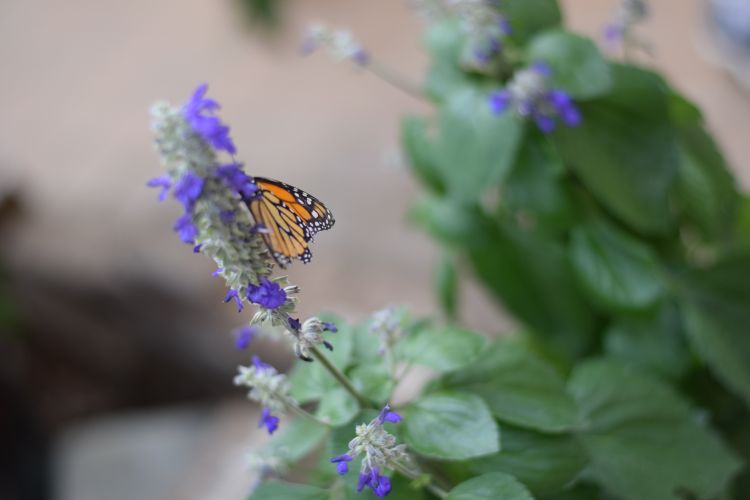 Monarch butterfly on flowering plant