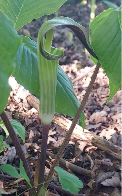 A close-up of a Jack-in-the-pulpit plant growing in a forested area. The plant has a tall, slender stem with a green, hooded flower that curves over a central spadix.