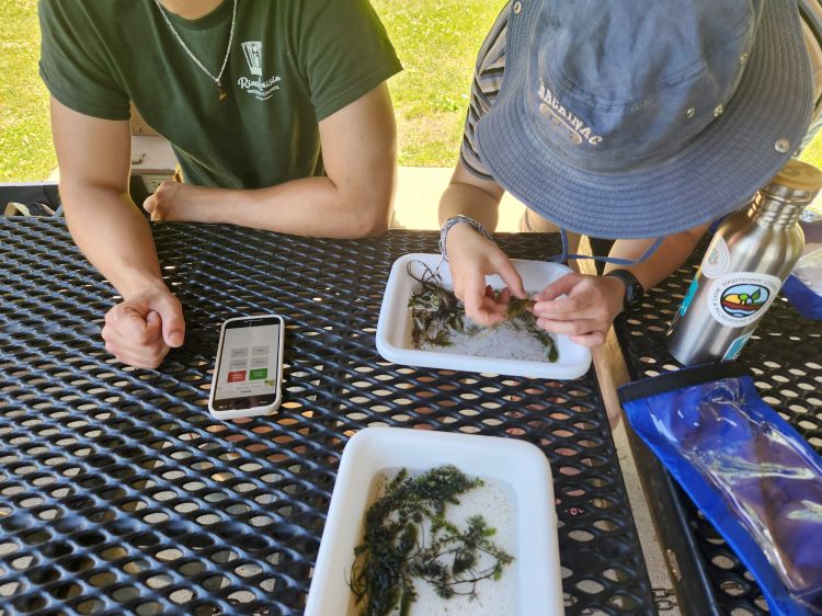 Two people are shown using a phone app to try and identify plants that are in white trays on an outdoor mesh table.