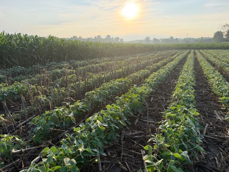 field of green soybeans with sun in the background