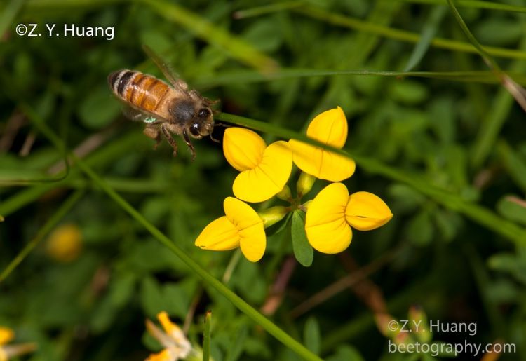 A honey bee flying toward birdsfoot trefoil.
