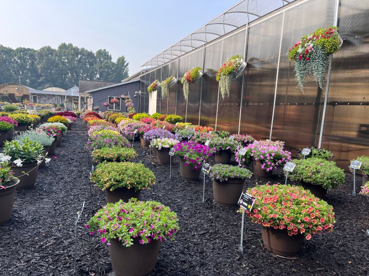 Rows of large pots filled with vibrant blooming plants in shades of pink, purple, red, orange, and yellow, arranged neatly along a mulch path next to a greenhouse. Hanging baskets spill over with flowers and trailing greenery.