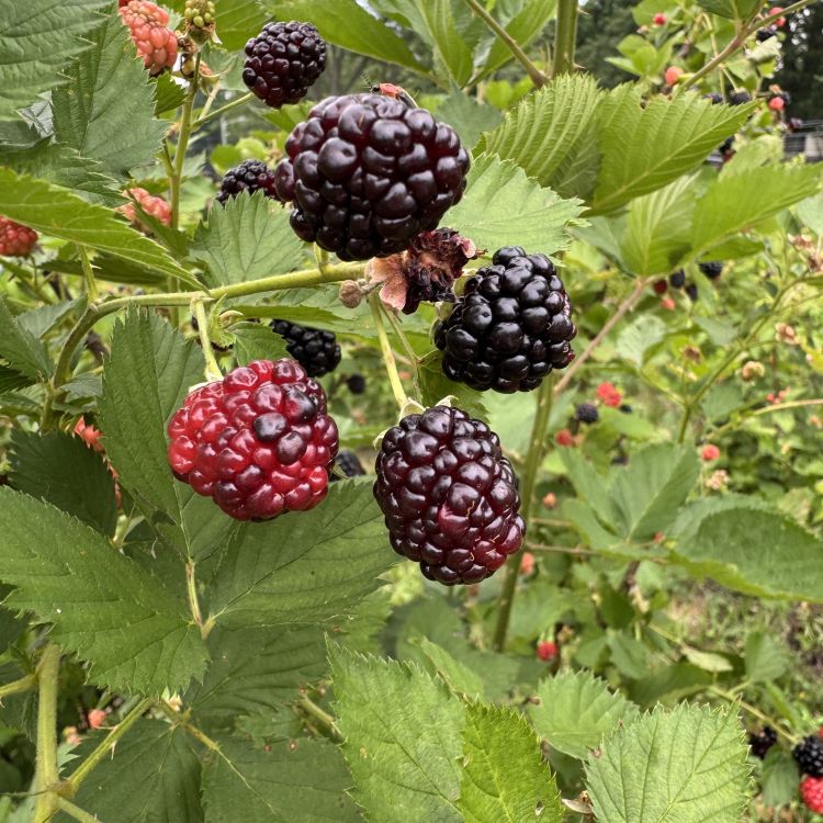 A bundle of blackberries on a bush.