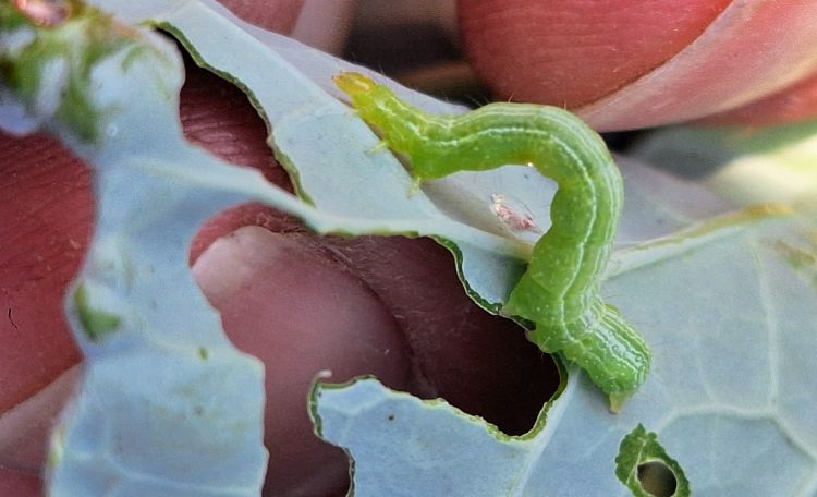 A cabbage looper caterpillar on a leaf.