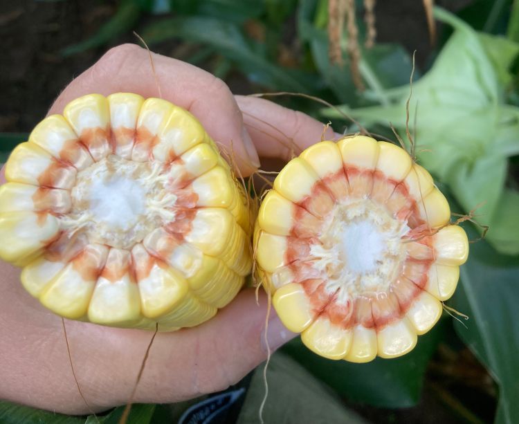 Cross-section of two corn ears at the R5 growth stage, showing yellow kernels with distinct reddish discoloration at the crown, and soft starch visible in the center.