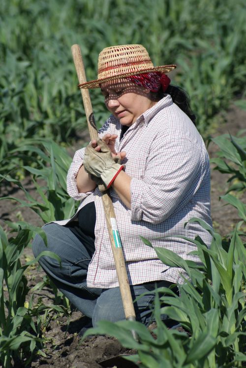 woman in long sleeves working in a corn field
