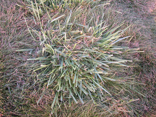  Tall Fescue1.jpg 