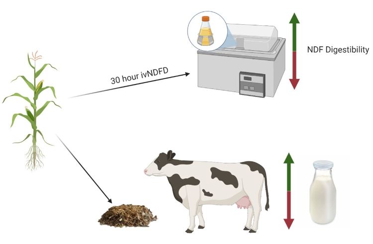 for decorative purposes only