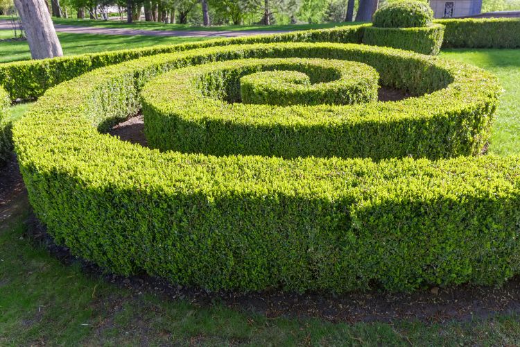 green hedge shaped in a spiral