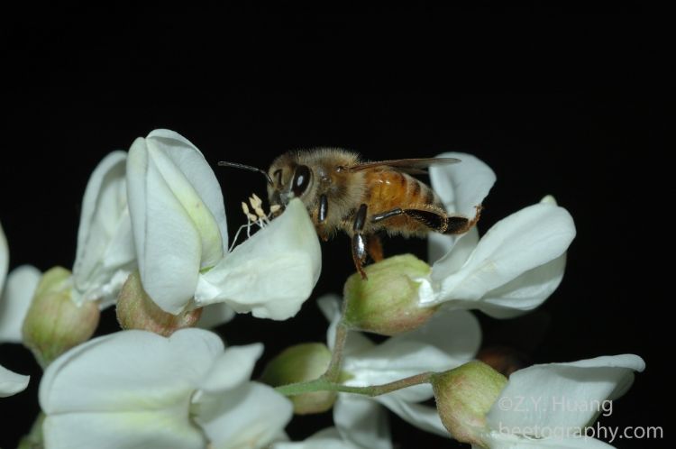 A closeup of a honey bee on a black locust flower.