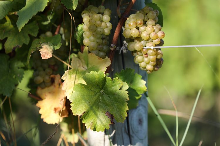 Yellow grapes hanging from a vine.
