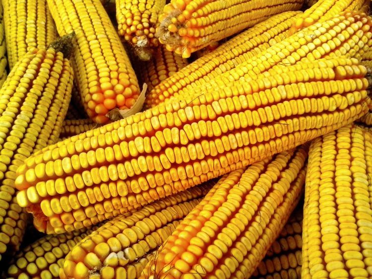 a pile of yellow dry field corn on cobs