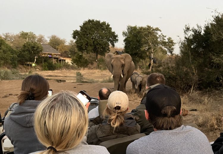 A group of students observing an adult elephant and a young elephant walking down the road during a wildlife conservation internship in South Africa