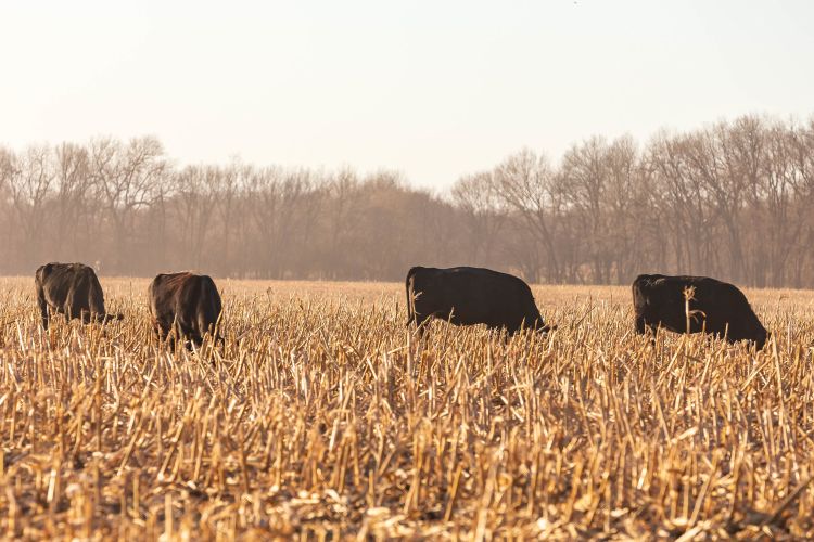 Beef cows grazing in a field of corn residue and stubble.