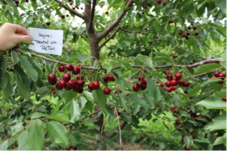 Red sweet cherries hanging from a limb with a person's hand holding a white card near the cherries. The card says 