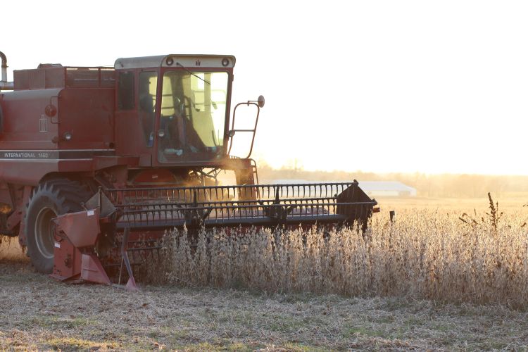 red tractor harvesting dry soybean plants