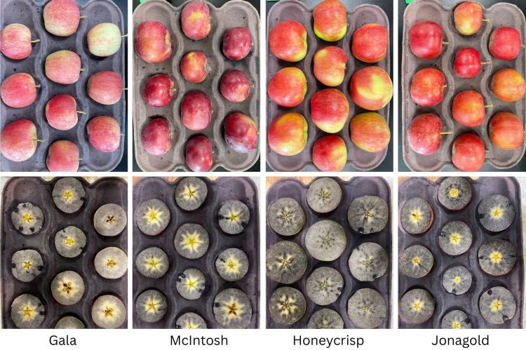 Gala, McIntosh, Honeycrisp and Jonagold apples sitting in trays. Top row of trays the apples are full. Bottom row of trays the apples are cut in half and stained blue from iodine starch testing.
