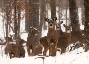 Developing strategies to prevent chronic wasting disease
