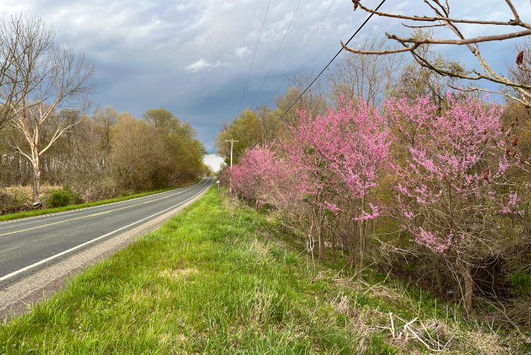 Pink and magenta colored eastern redbud trees line a paved road.