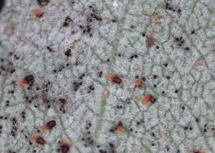 European red mite and powdery mildew cleistothecia on Juneberry