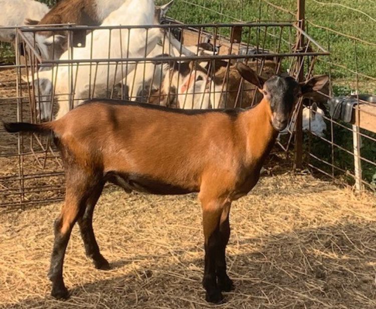 a brown colored goat in a pen