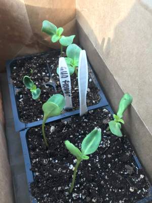 Spotlight on agricultural education: Linking the school garden to the farm