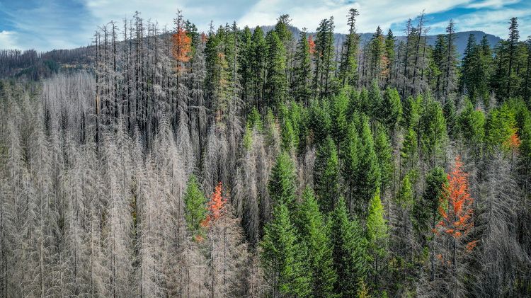 Burned, dead trees in a forest with a few green, alive trees in a forest.