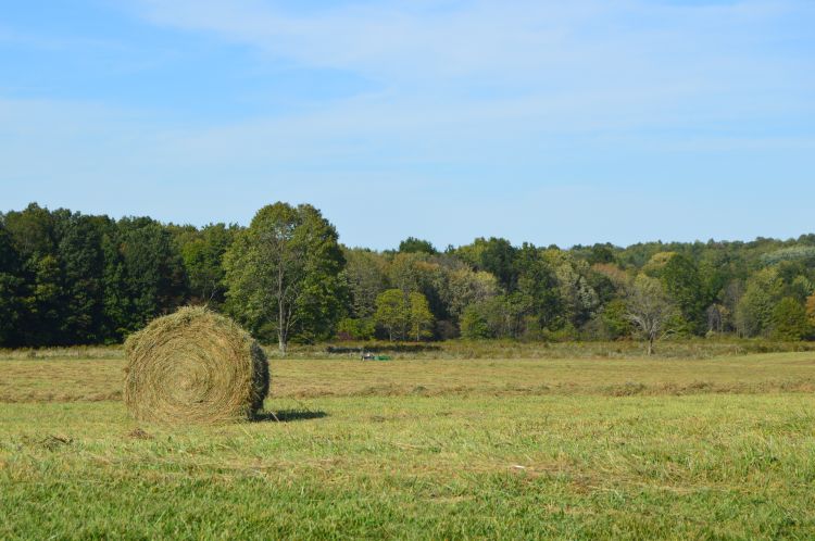 A round bale of hay sitting in a harvested hay field. A line of trees are in the background and the sky is sunny and blue.
