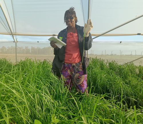 Asimbuyu Mwangala, a student in the MSU Plant Breeding 2 Fight Hunger short course, works with a sorghum breeding team at a research station in Central Zambia.