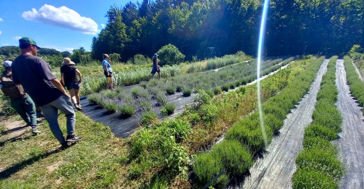 People observing plants grown in black landscape plastic.
