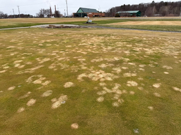 A closely mown, blighted turf area covered in patches that are approx 3-4 inches in diameter. There is other closely mown turf in the background and a building with a green roof.