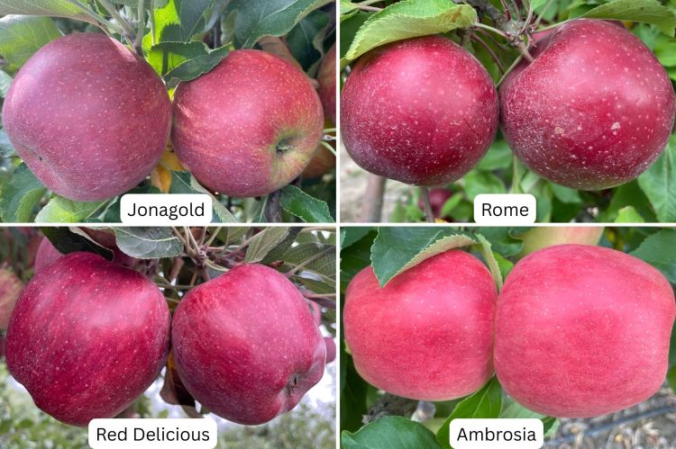 Four images of red apples labeled Jonagold, Rome, Red Delicious and Ambrosia.