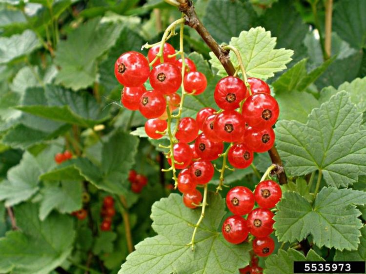 Close-up of clusters of bright red currants hanging from a branch, surrounded by green leaves on the plant.