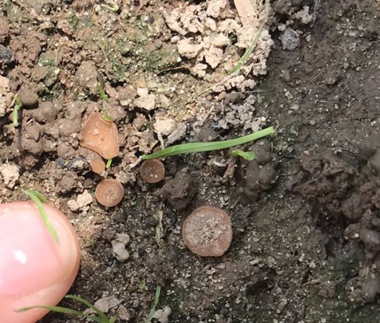 A finger points to sclerotinia apothecia and sclerotia on the soil surface.