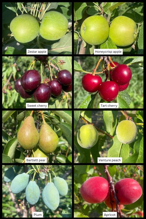 A collage of images of apple, pear, cherry, peach, plum and apricot fruit.