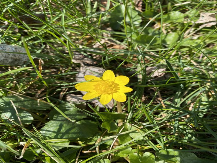 lesser celandine
