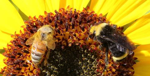 Photo of a honey bee and a bumble bee on a sunflower.
