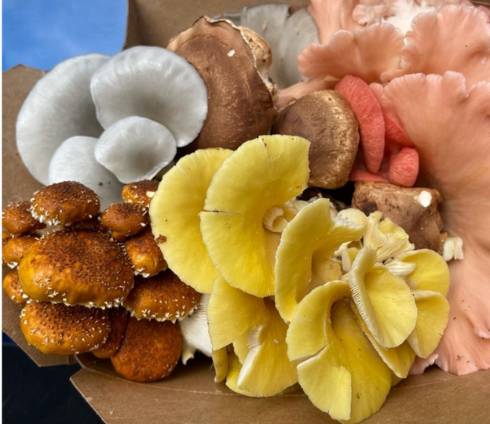 Photo of several kinds of mushrooms