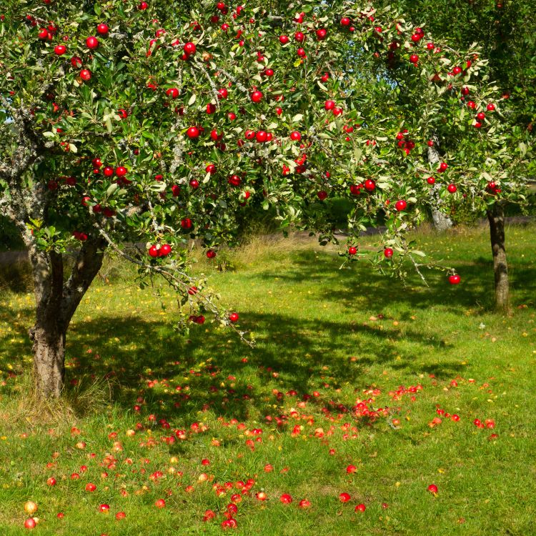 Tree with red apples in Barkedal.