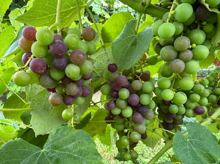 Canadice grapes at veraison.