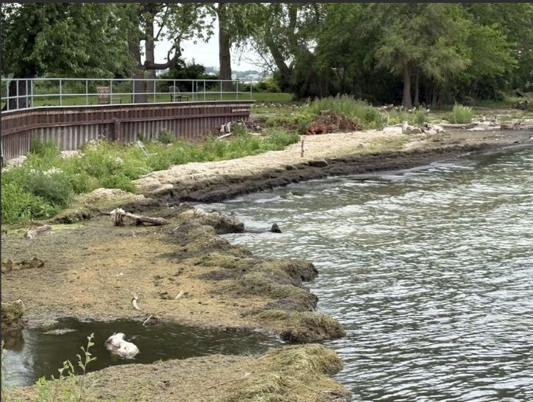 A lake shoreline has some vegetation, rocky areas, and also an accumulation of muck where the water meets the shore.