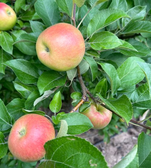Pale pink and red apples.