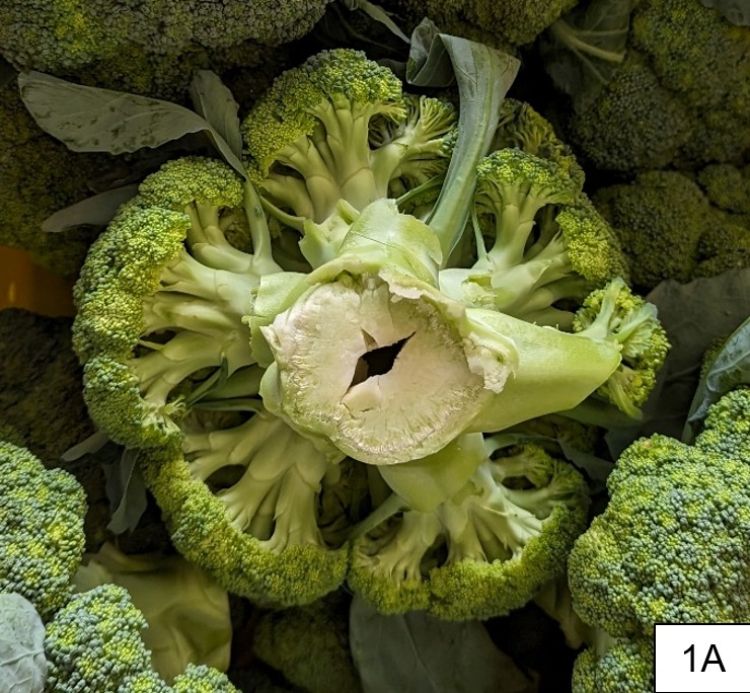 A hallowed stem of a piece of broccoli.