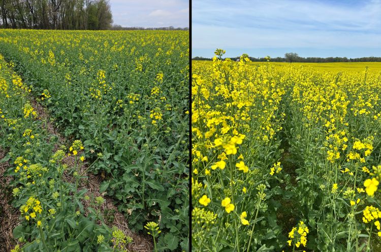 Two different fields of flowering canola plants.