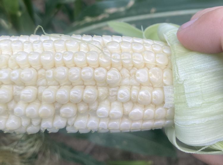 A corn cob with small kernels.