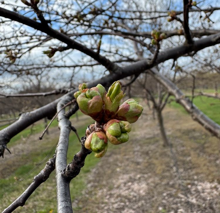 A closeup of Montmorency cherry buds on a tree.